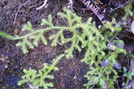 湿润的林子里，生长着1种“铺地蜈蚣”，植株珍贵，拔掉1棵少1棵图片
