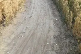 乡间小路，麦田，夕阳西下，这就是回家的路图片