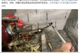 云南眼镜蛇躲进墙里！这种墙体可能有蛇窝，3个办法发现墙内有蛇图片