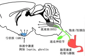 为什么总想吃吃吃？肠胃和大脑在“合谋”图片