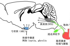 为什么总想吃吃吃？肠胃和大脑在“合谋”图片