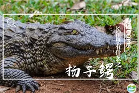 迎接COP15，保护生物多样性丨长江里有什么之“史前始祖”扬子鳄图片