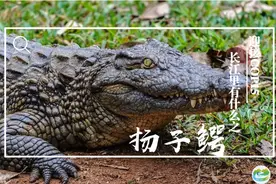 迎接COP15，保护生物多样性丨长江里有什么之“史前始祖”扬子鳄图片