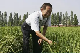 还原袁隆平：在朴素的世界里，关心他的水稻图片