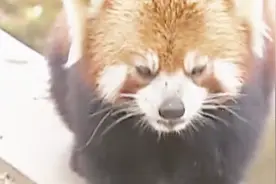 小熊猫你见过吗，它可不是熊猫崽崽，而是国家二级保护动物小熊猫视频封面