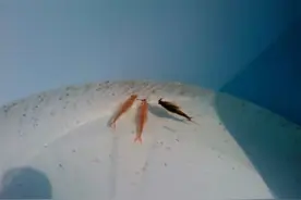 江苏小水坑明明没有虾，突然出现的仙女虾是如何从无到有的产生？图片