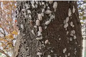 别“蚧”意，高清图谱带你一次识别数10种介壳虫图片