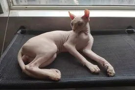 无毛猫吃什么牌子猫粮好？这几款都值得推荐，建议收藏图片