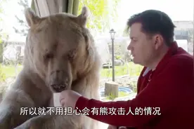 战斗名族养熊，真的很温顺呢，和动物园的不一样视频封面