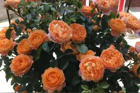 果汁阳台爆花秘籍与日常养护经验分享图片