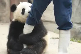 熊猫咬完人后，为啥会默默的绝食，是因为愧疚吗图片