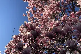 春天吃花季：酥炸玉兰花，花香四溢，唤醒你沉睡一冬的味蕾图片
