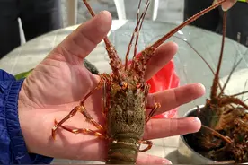 别再问我哪里可以赶海了，江门免费海滩N篇之二，龙虾和台山玉图片