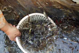 价格飙升市场混乱，以前河里抓不完用来喂猪，如今80一斤却难求图片