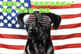 在阿富汗，美国的“狗”很重要图片