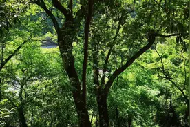 孟昌明：似曾相识燕归来图片