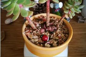 多肉出现徒长，枝条长到10公分，是好还是坏？赶紧砍头处理图片