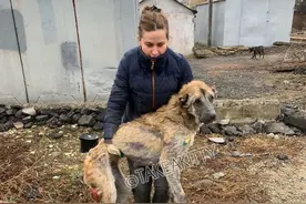 无良犬舍的秘密！过度繁殖导致狗狗子宫脱落！一度失去生活的希望图片