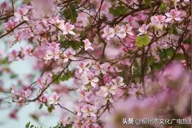 【云展播】一曲《紫荆花开》，同您共赏龙城芳华图片