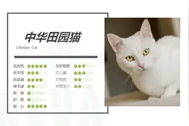中华田园猫丨白猫图片