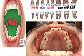 「家长注意了」口腔里面比黄金都珍贵的是哪颗牙齿？你知道吗？图片