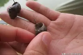 夏季做好这五点，野钓容易上青鱼，浅谈夏季野钓青鱼的五大技巧图片
