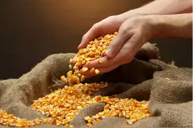 粮食“高价时代”的到来，还能避免吗？图片