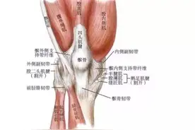 髌骨内侧支撑带是什么？不要再误解了图片