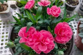 “母亲之花”康乃馨，换盆缓苗操作好，一年爆盆，开花上百朵图片
