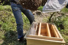 如何养好蜜蜂图片