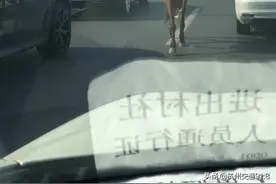 今早突发！杭州高架上跑来一匹马！【杭州交通918资讯】图片