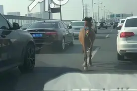 今早突发！杭州高架上跑来一匹马！【杭州交通918资讯】图片