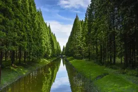 江苏沿海一生态市不仅有华东最大平原森林公园，竟然还有世遗湿地图片