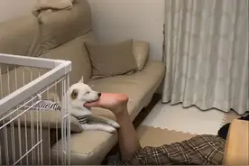 柴犬偏爱哥哥，连脚丫子都不放过！这样睡觉更香图片