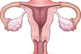 子宫——女性的象征，生命的摇篮！图片