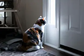 猫离家出走后还会想念主人吗？这也是我为什么养猫的原因图片