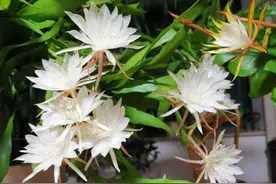 几种开花勤，花量大的仙人掌科植物，养护简单，任选一盆开花不断图片