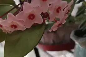 茭白好管理好种植经济价值也还行图片