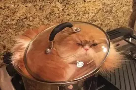 小猫咪的缩骨功都是偷吃练出来的吧…哈哈哈图片