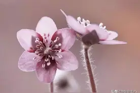一个人不求大富大贵，但求平平安安图片