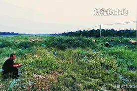 土地撂荒：取消补贴，收回土地？这样做，补贴照得，收入增加图片