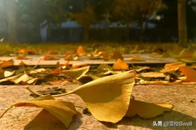 “多事之秋”来临，乳腺患者秋季怎么吃？请收下雪伦的饮食建议图片