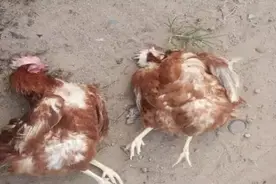 一宗案例告诉你如何解决蛋鸡肝脏功能障碍造成的系列问题图片