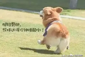 柯基基因实在太强大，不管跟任何高富帅结合，后代都逃脱不了矮挫图片