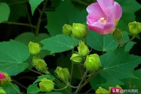 如何让芙蓉花皎若芙蓉出水，教你几招，样子雍容华贵简直美翻了图片