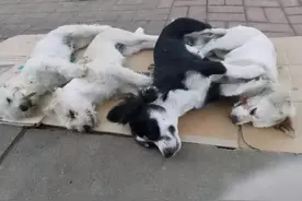 狗狗遭遇异烟肼投毒，仅有30分钟抢救时间，记住用这些办法图片