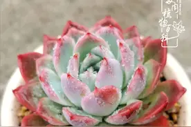 多肉3周年纪念：梦想成为多肉大神的小白丁图片