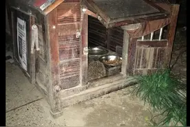 好心人给流浪猫建的小窝，却被一只刺猬霸占了，猫：有刺的惹不起图片