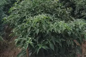 辣椒灌根操作讲究多，菜农千万要注意这一点图片