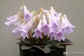 中国特有种植物，好养又好看的永福报春苣苔图片
